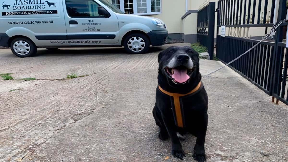 Un maître abandonne son chien dans la rue 10 ans plus tard et laisse une lettre déchirante !