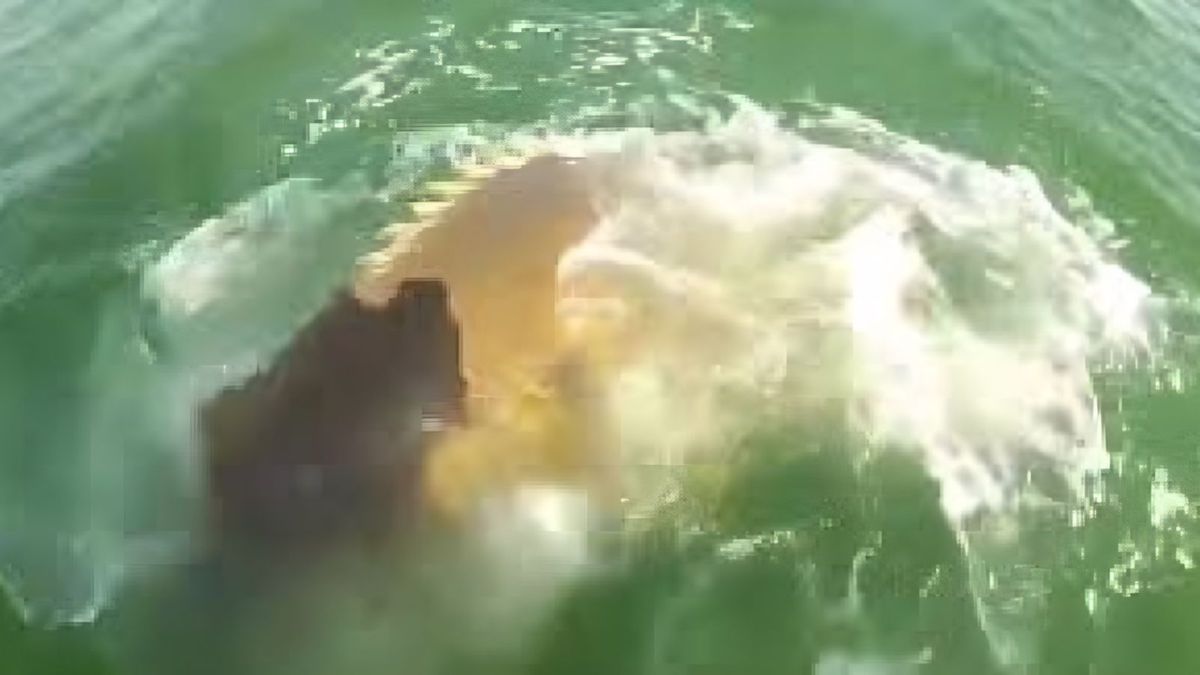 Un mérou géant avale un requin et n'en fait qu'une bouchée