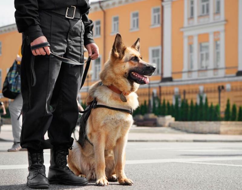 Un policier fond en larmes face à sa chienne en train de mourir