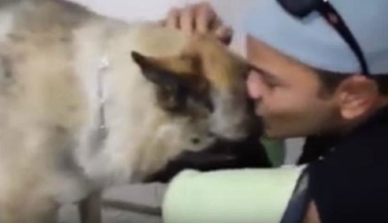 Un policier fond en larmes face au dernier geste d'amour de sa chienne en train de mourir