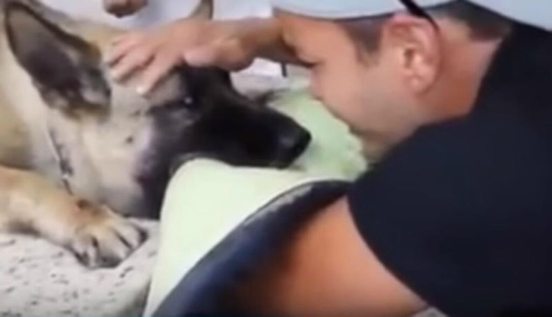 Un policier fond en larmes face à sa chienne en train de mourir