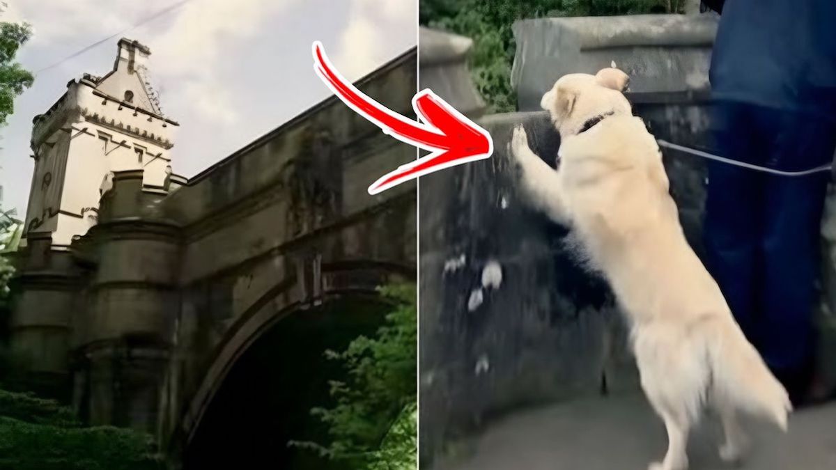 Un pont meurtrier pousse au suicide des centaines de chiens