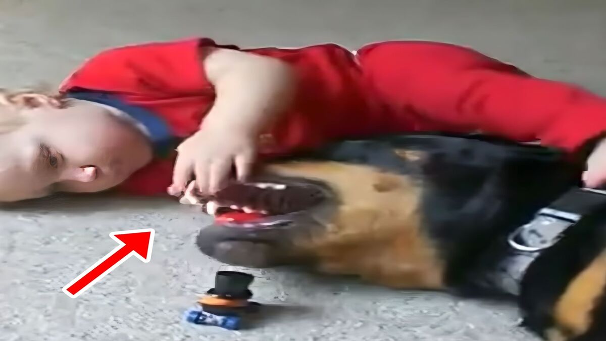 Un rottweiler géant joue avec un bébé, une séquence qui va en surprendre plus d'un (Vidéo)