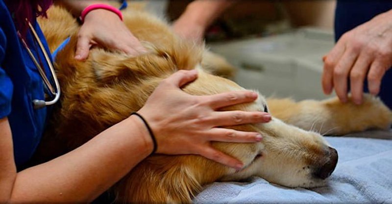 Un vétérinaire dévoile ce que votre chien ressent juste avant de mourir et c’est déchirant !