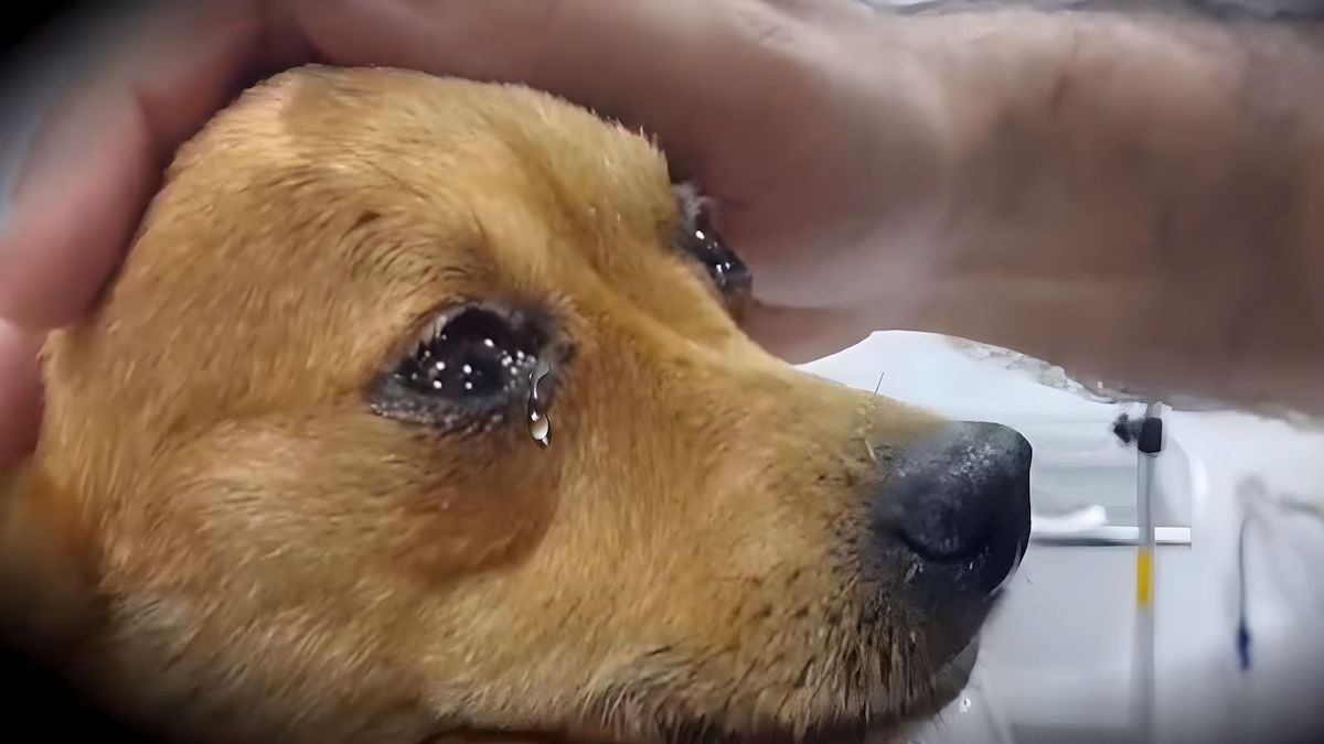 Un vétérinaire dévoile ce que votre chien ressent juste avant de mourir et c’est déchirant !