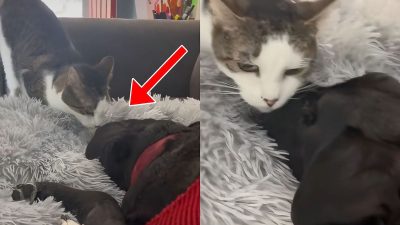 Une chatte fait ses adieux à son ami canin avant qu’il ne quitte ce monde pour toujours (vidéo)
