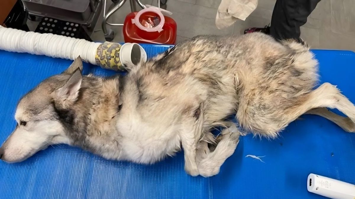 Une chienne au seuil de la mort et jetée dans un sac poubelle reprend goût à la vie