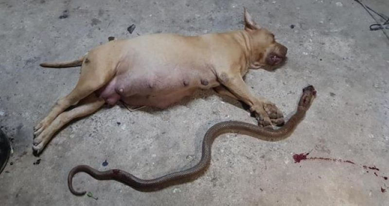 Une chienne enceinte est morte en défendant ses maîtres contre un serpent venimeux