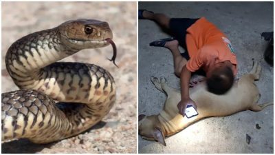 Une chienne enceinte est morte en défendant ses maîtres contre un serpent venimeux