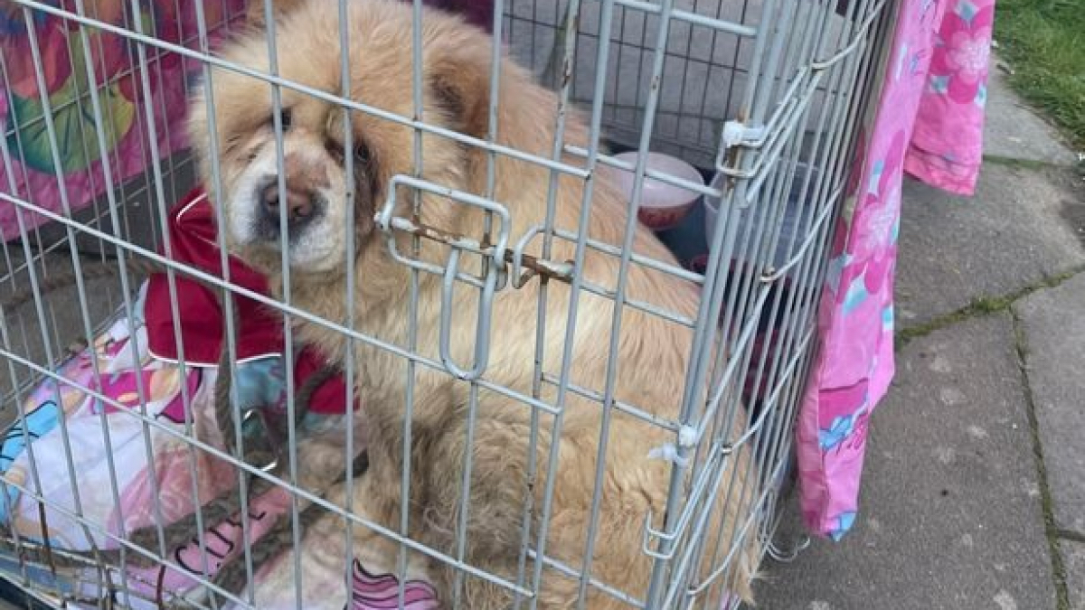 Une chienne est trouvée couverte de vomi et enfermée dans une cage, sa vie va basculer !