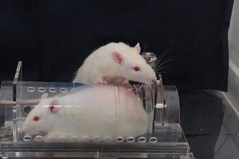 Une étude révèle ce que personne ne pouvait imaginer sur les rats, incroyable !