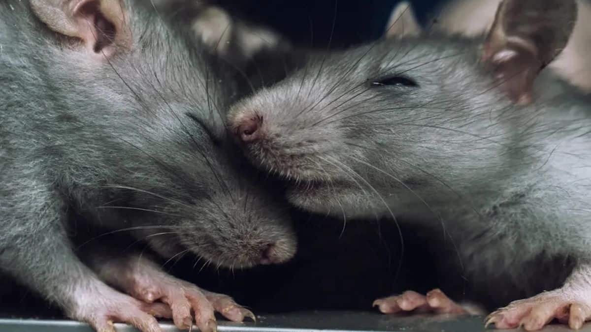 Une étude révèle ce que personne ne pouvait imaginer sur les rats, incroyable !