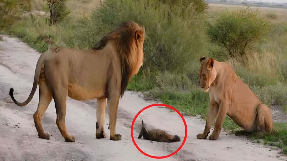 Une famille de lions attrape un renard blessé, le plus inattendu va se produire (photos)