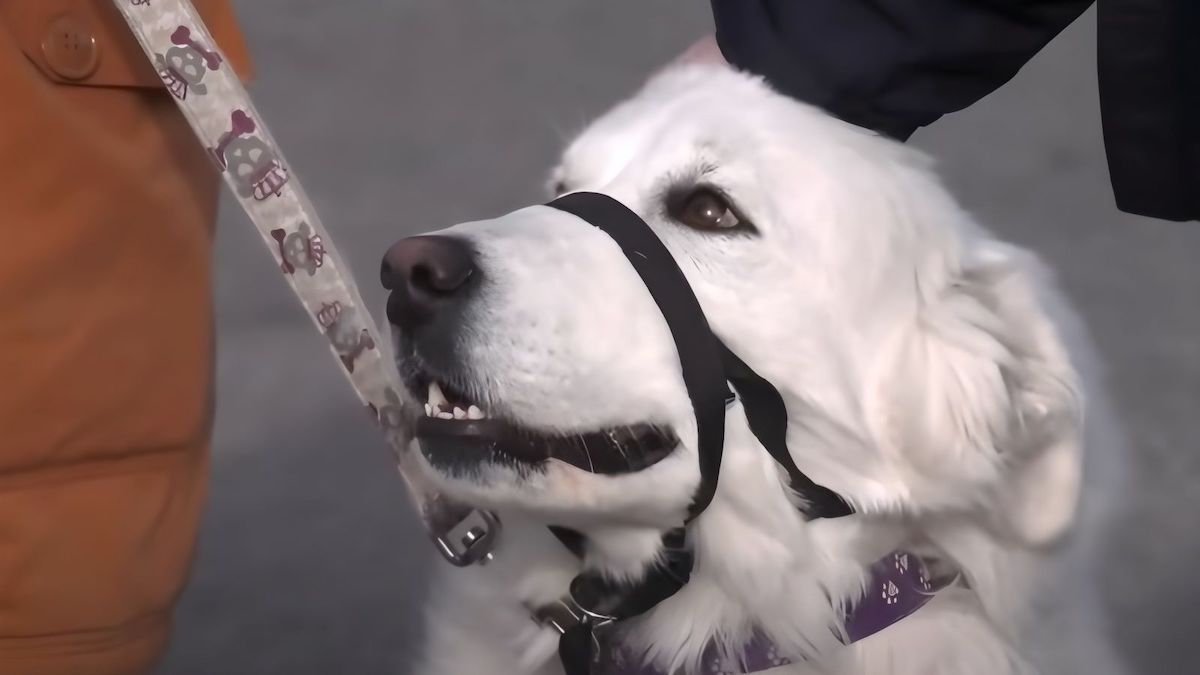 Une femme s’effondre sur la route, sa chienne stoppe une camionnette pour lui venir en aide