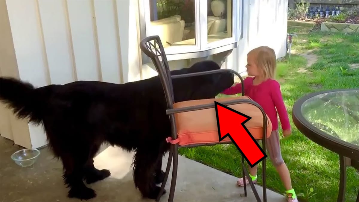 Une fillette de 5 ans caresse un gros chien dans sa cour, sa réaction est incroyable