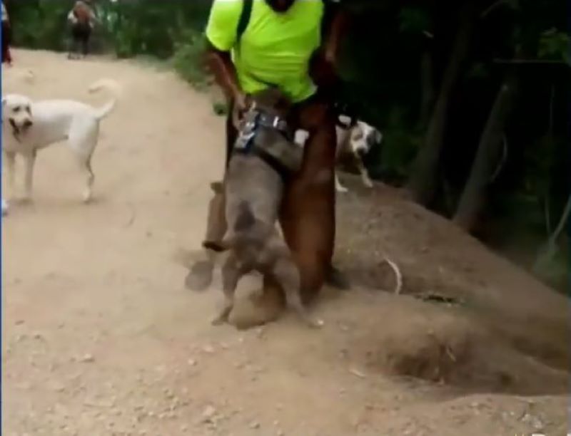 Vidéo : 2 chiens pitbull se battent et le font tomber 