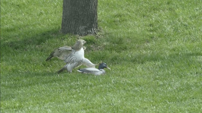 Vidéo : Ce canard surprend par ce qu'il a fait pour éviter d'être mangé par un faucon