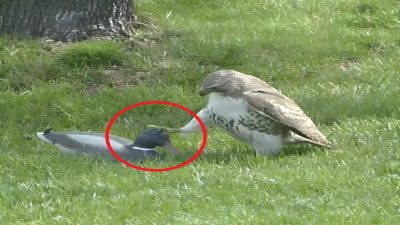 Vidéo : Ce canard surprend par ce qu'il a fait pour éviter d'être mangé par un faucon
