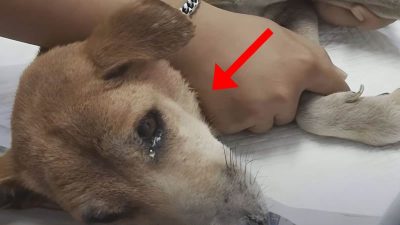 Vidéo : ce chien en sale état est coincé dans une clôture, il pleure de joie quand ils le trouvent