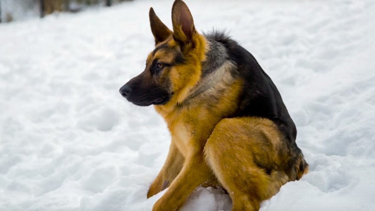 Vidéo : Ce chien né avec une malformation très rare est très triste à cause des gens