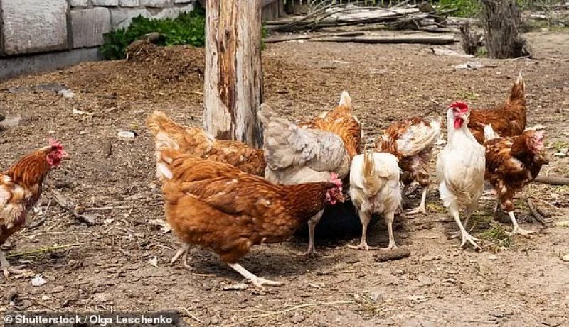 Vidéo : cette poule née avec quatre pattes est rejetée par tous les autres