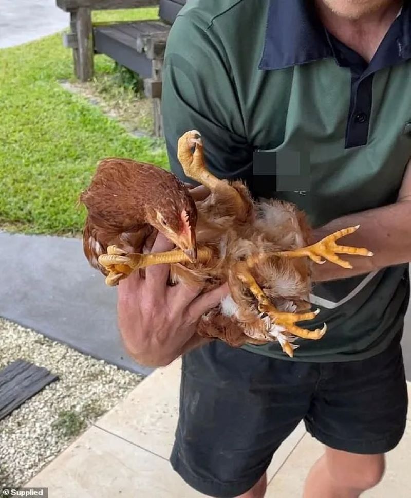 Vidéo : cette poule née avec quatre pattes est rejetée par tous les autres