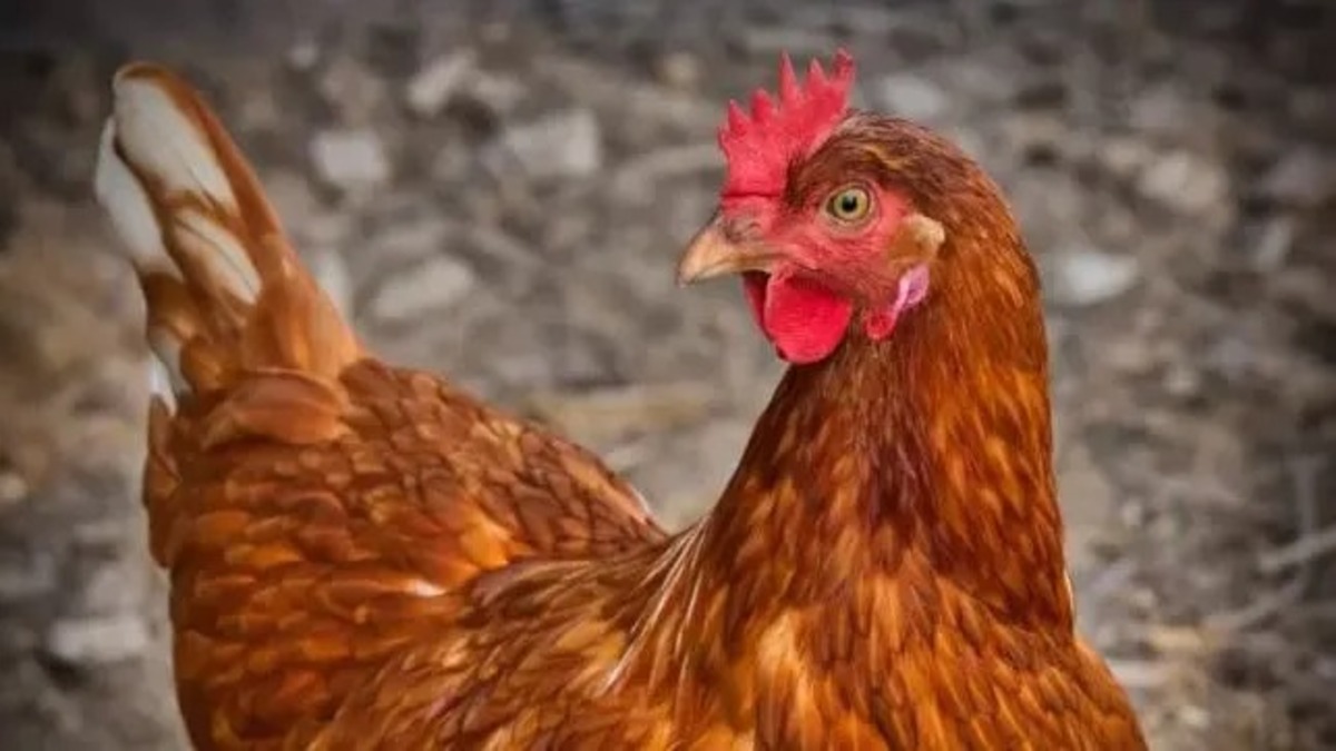Vidéo : cette poule née avec quatre pattes est rejetée par tous les autres
