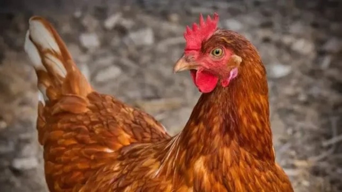 Vidéo : cette poule née avec quatre pattes est rejetée par tous les autres