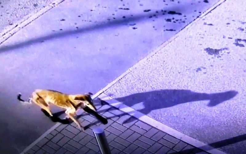 Vidéo, cette chienne à la patte cassée appelle à l’aide, ils s’effondrent quand ils la trouvent
