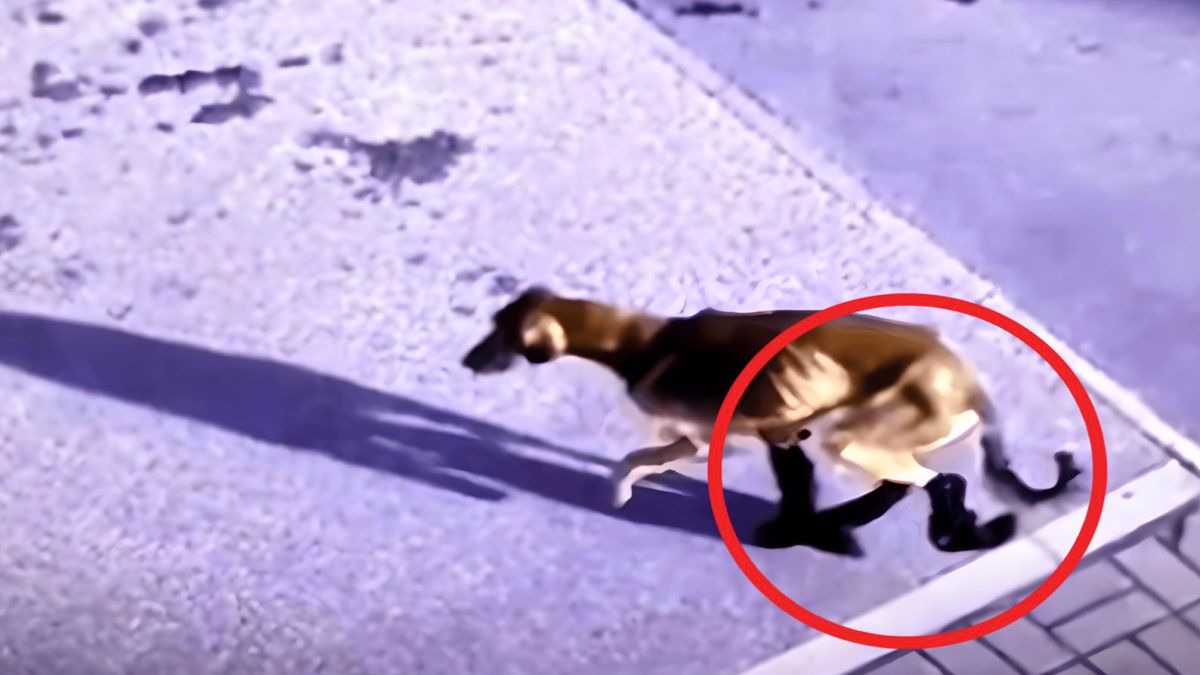 Vidéo, cette chienne à la patte cassée appelle à l’aide, ils s’effondrent quand ils la trouvent