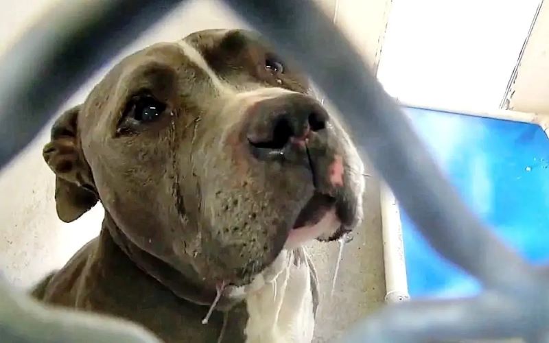 Vidéo, cette chienne abandonnée par sa famille dans un refuge pleure à chaudes larmes