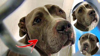 Vidéo, cette chienne abandonnée par sa famille dans un refuge pleure à chaudes larmes