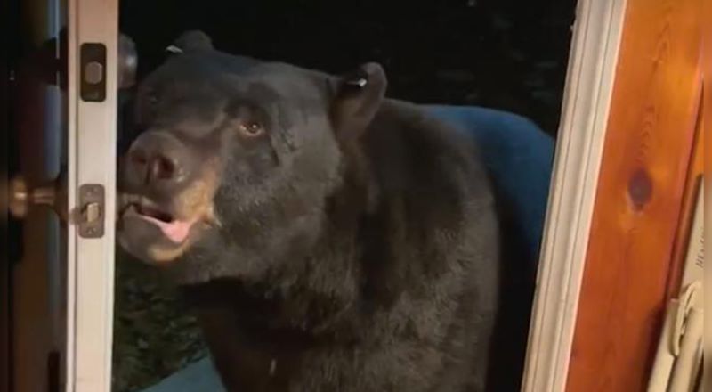 Elle se retrouve face à un ours sauvage et il lui ferme sa porte (vidéo)