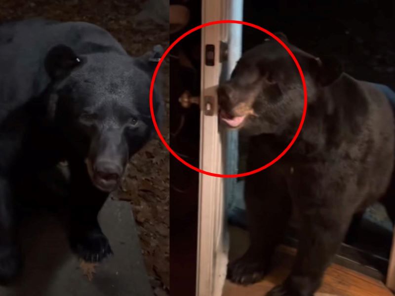 Elle se retrouve face à un ours sauvage et il lui ferme sa porte (vidéo)