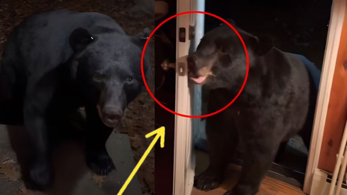 Elle se retrouve face à un ours sauvage et il lui ferme sa porte (vidéo)