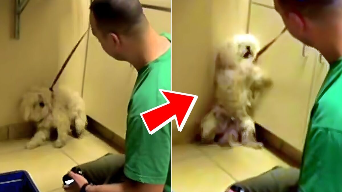 Vidéo : Ils allaient euthanasier cette chienne apeurée, cet homme la sauve in extremis