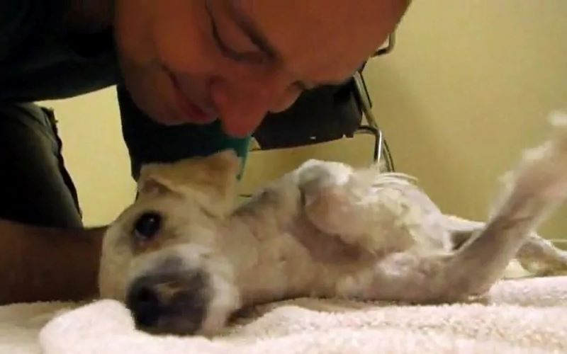 Vidéo : Ils allaient euthanasier cette chienne apeurée, cet homme la sauve in extremis 