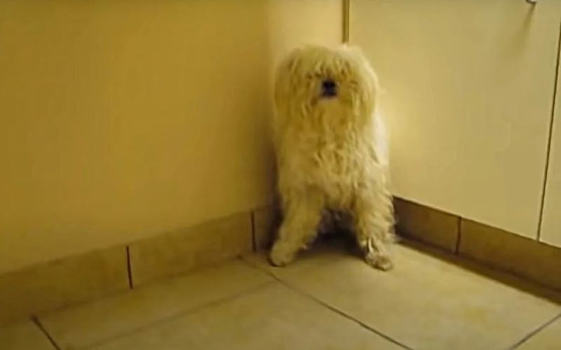 Vidéo : Ils allaient euthanasier cette chienne apeurée, cet homme la sauve in extremis 