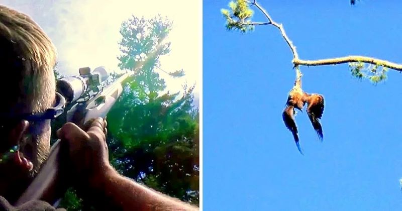 Un aigle suspendu à un arbre est en train de mourir, sa vie va basculer 