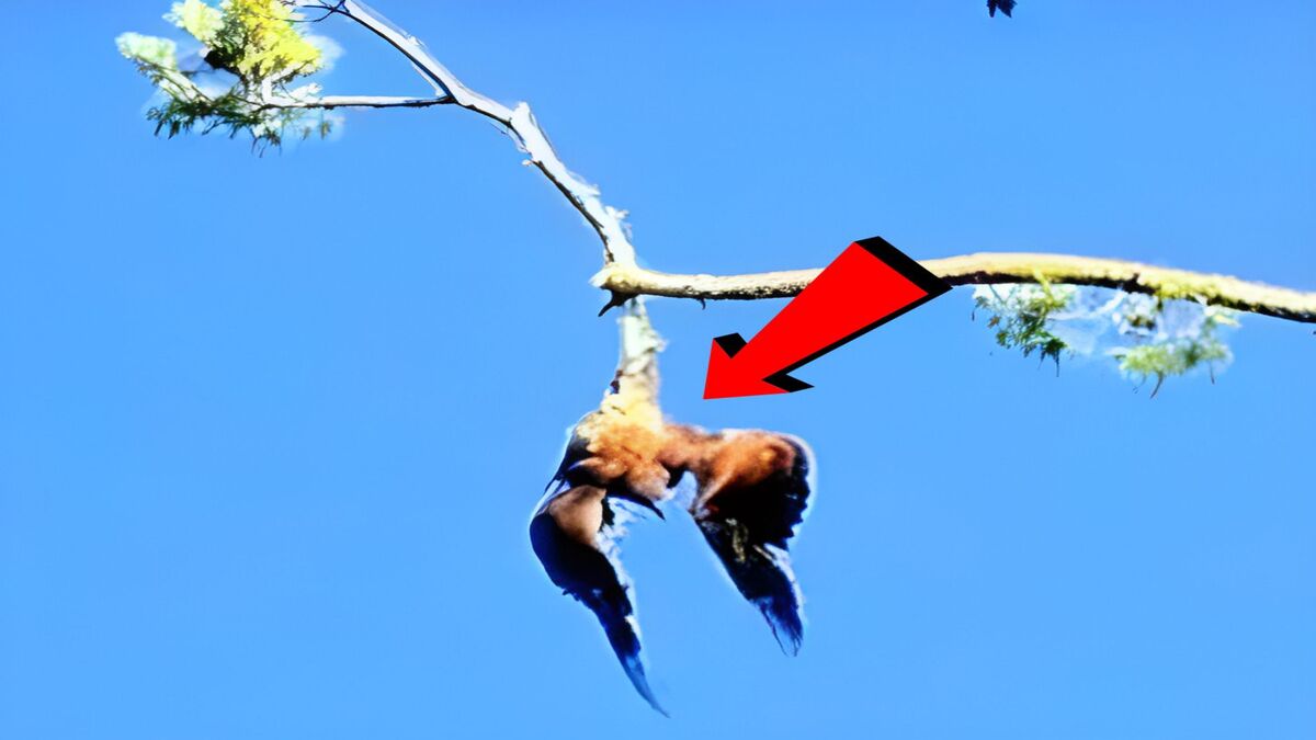 Vidéo : un aigle est en train de mourir suspendu à un arbre, sa vie va basculer