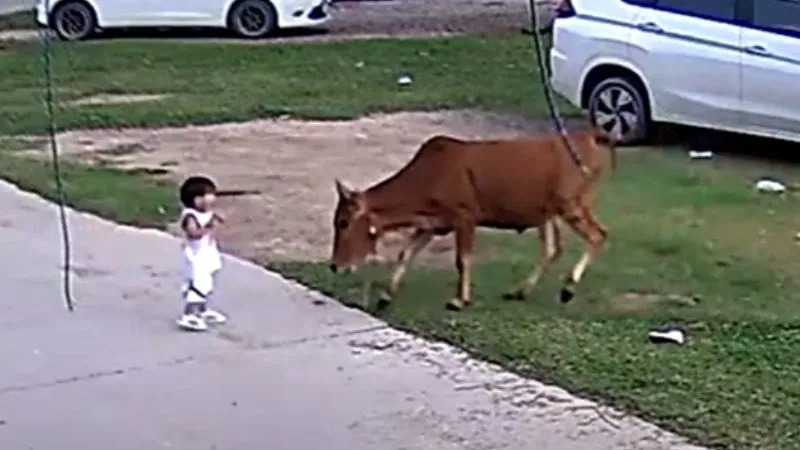 Vidéo : le chien affronte le taureau en colère pour sauver petit garçon 