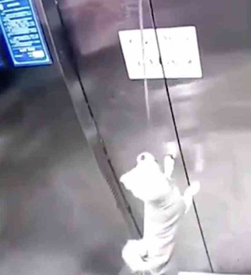 Vidéo, le chien se retrouve seul pendu dans l'ascenseur à cause de sa laisse 
