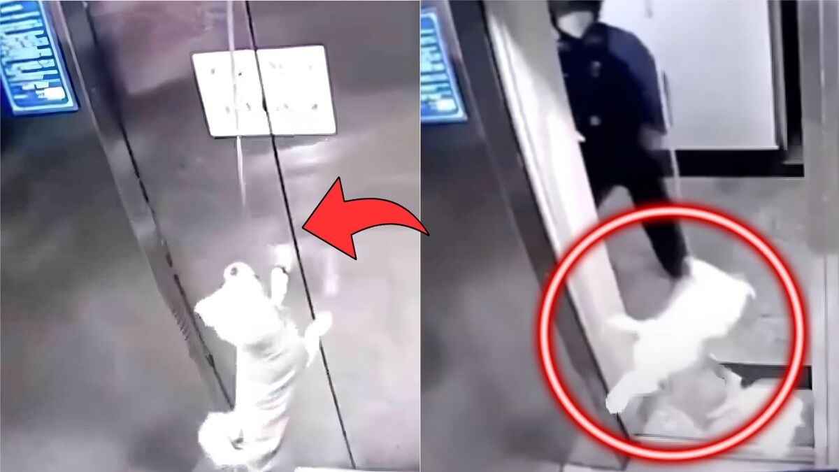 Vidéo, le chien se retrouve seul pendu dans l'ascenseur à cause de sa laisse