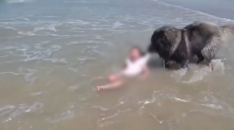 Vidéo, le chien sauve une fillette emportée par des vagues, un véritable héros 