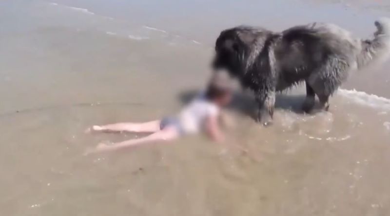 Vidéo, le chien sauve une fillette emportée par des vagues, un véritable héros 