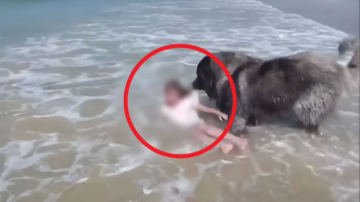 Vidéo, le chien sauve une fillette emportée par des vagues, un véritable héros