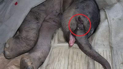 Vidéo, un bébé éléphant pleure durant 5h, il a été séparé de sa mère qui veut le tuer