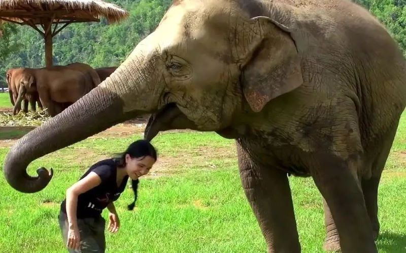 Vidéo : Un éléphant court et interrompt brutalement une interview