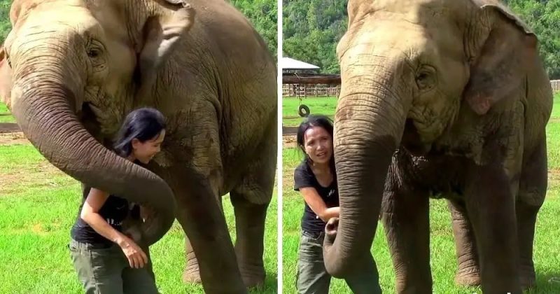 Vidéo : Un éléphant court et interrompt brutalement une interview