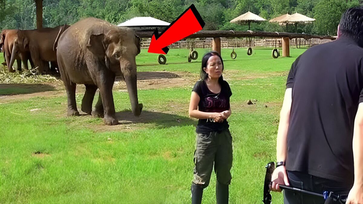 Vidéo : Un éléphant court et interrompt brutalement une interview